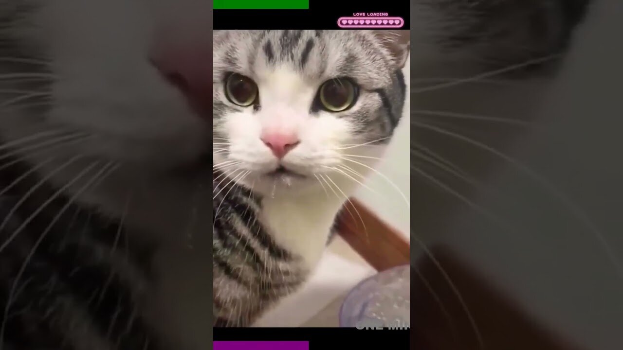 Funny cat videos.