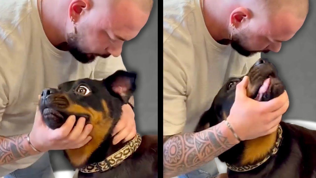 Chiropractor Cracks Dog's Neck