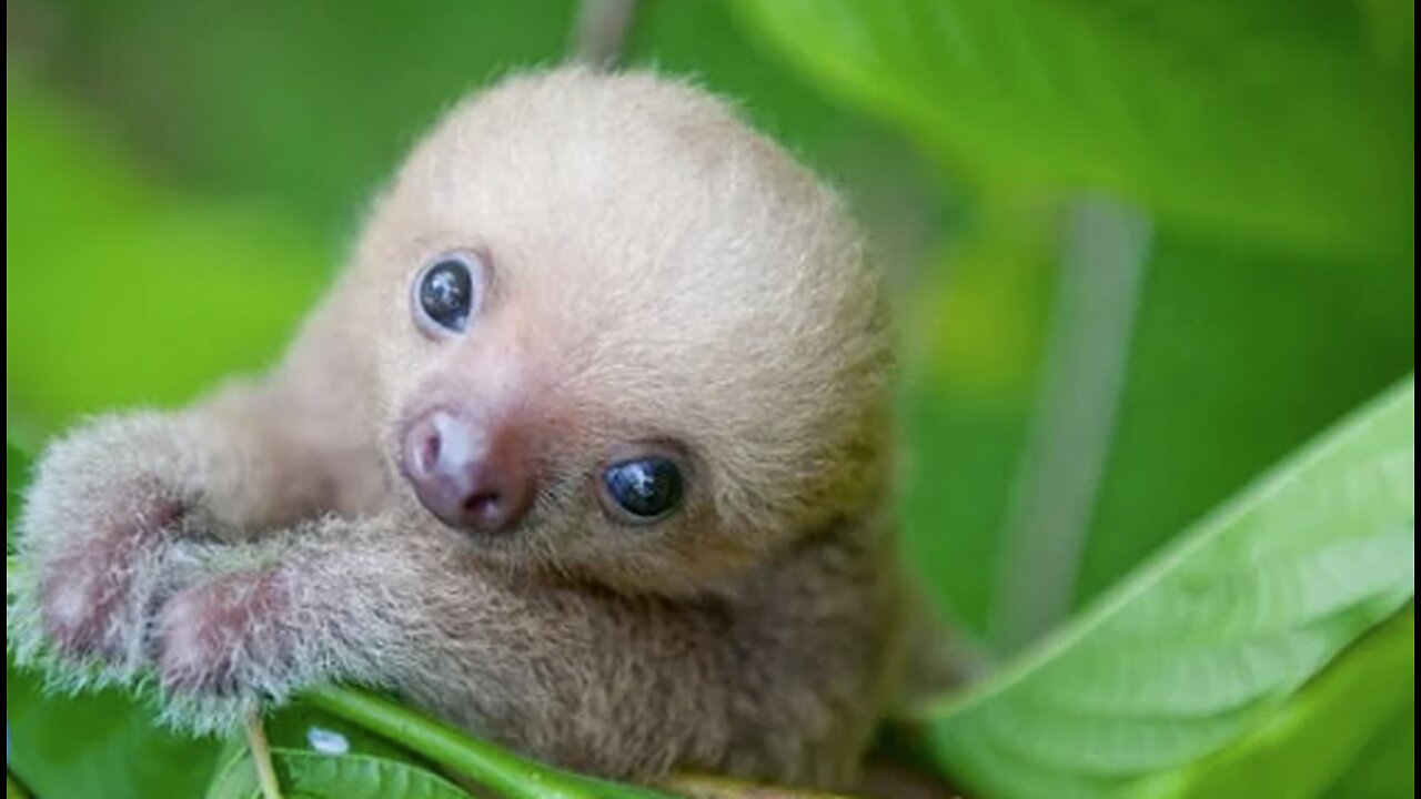 Baby Sloths Being Sloths - FUNNIEST Compilation