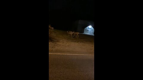 Venado Mula