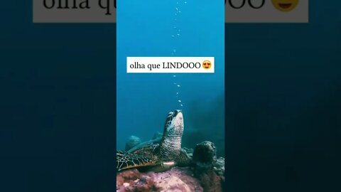 Essa é uma das coisas mais lindas que vc vai ver hoje 😍😍😍😍 @charlottepiho