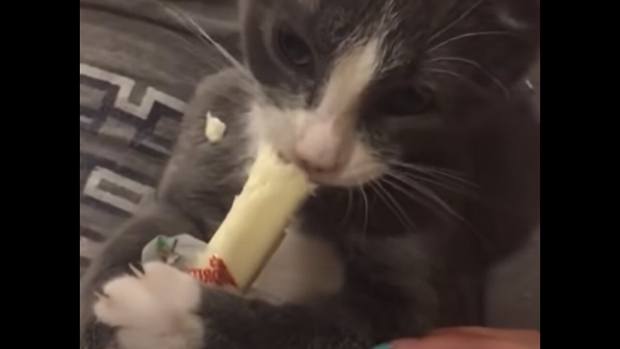 100+ Funny cat clips