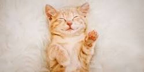 funny Cats and dogs are so cute............