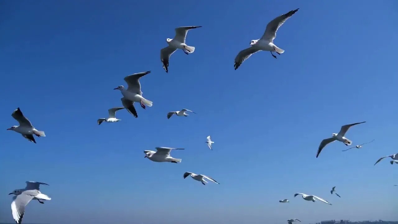 Flock of Seagulls close following the cruise ship. Flying against beautiful sky