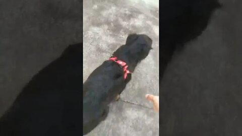 É o CÃO chupando MANGA 🐕