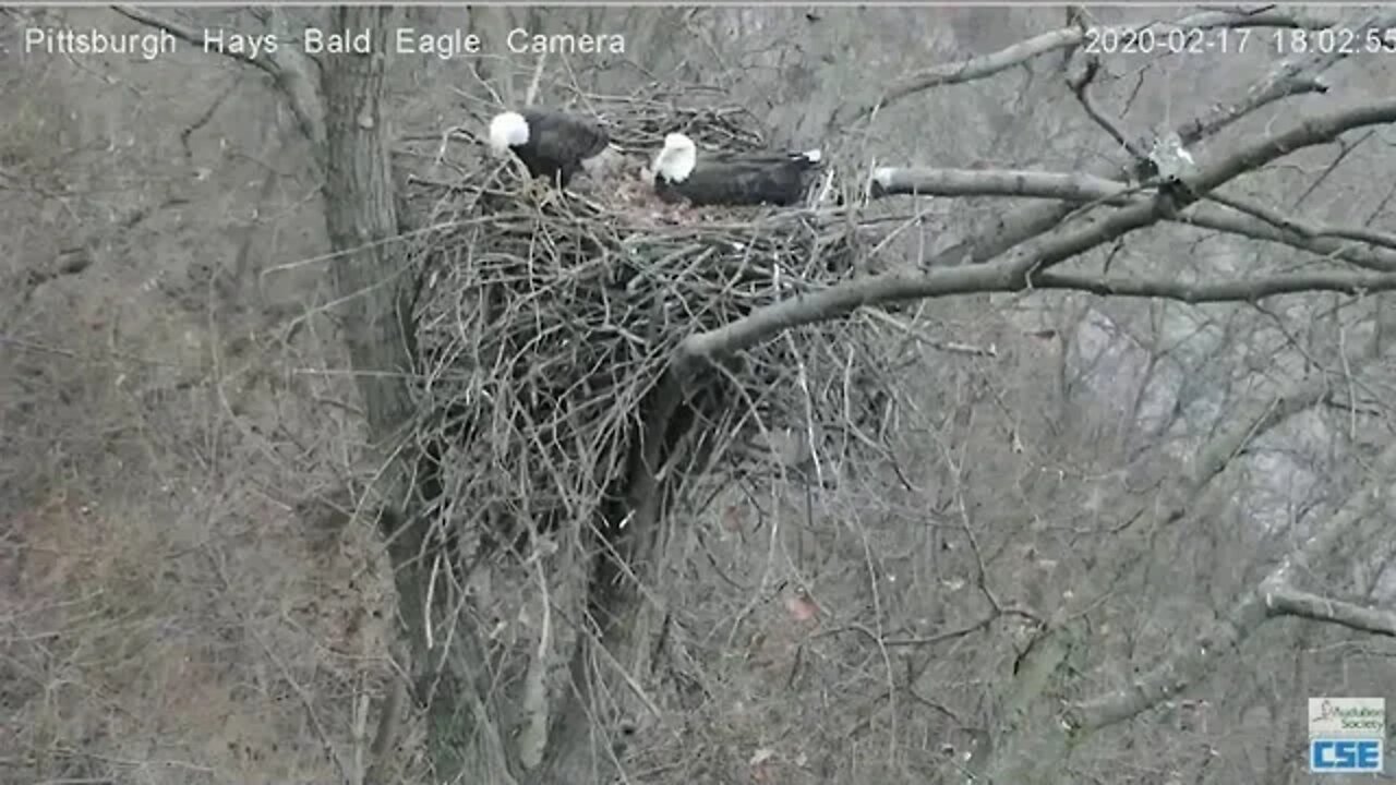 Hays Eagles Dad trying to chase pesky Squirrel 2020 02 17 18 03 19 590