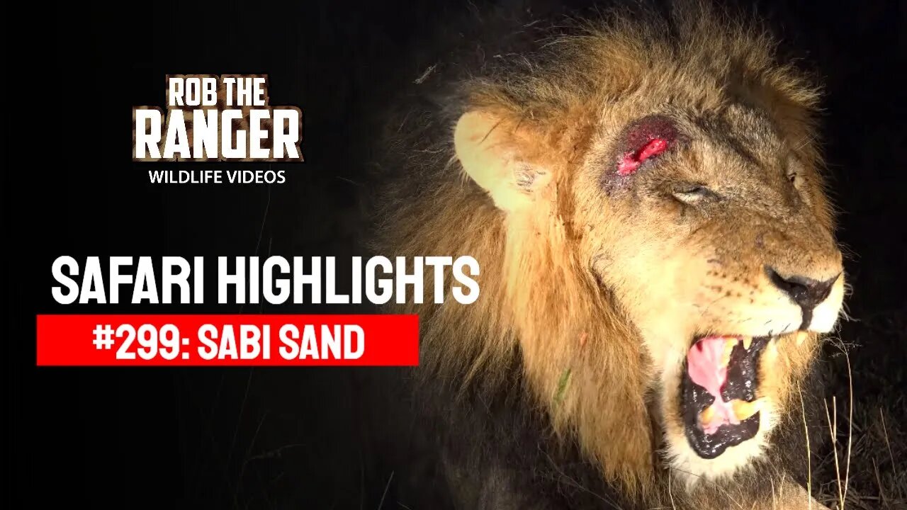 Safari Highlights #299: 21 - 23 October 2014 | Sabi Sand Nature Reserve | Latest Wildlife Sightings