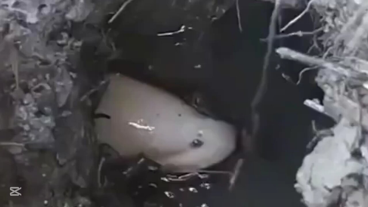 rare white eel fishing