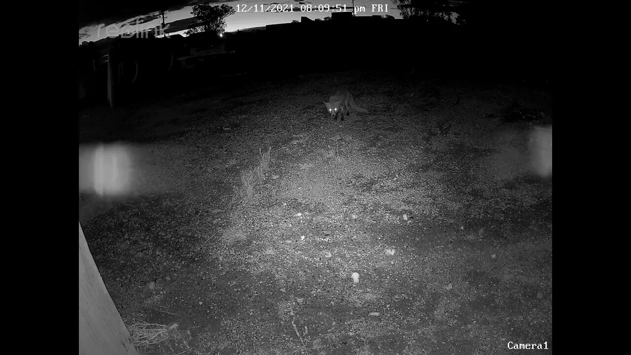 Fox looking for food 02
