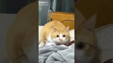 funny cats cute and funny cat video compilation #21