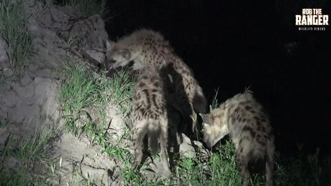 Watching Hyenas Again! Part 15