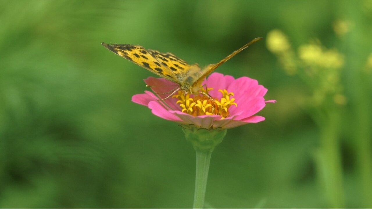 "Butterflies: Nature’s Winged Wonders"