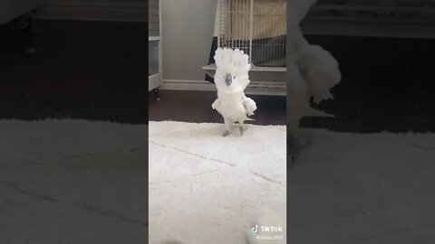 Video of Cockatoo Dancing and Rocking Out to Music#shorts