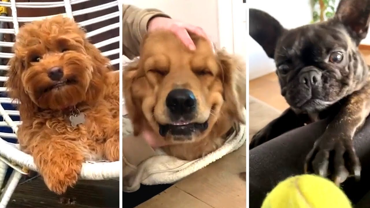 The Best DOGS ! 🤣 (Funniest DOGS Ever!) 🐕