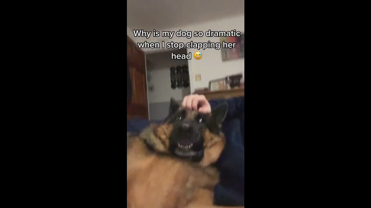 Man recorded his dog reaction 😆 #rumble #funny #pet #dog