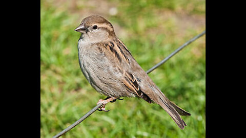 The sparrow is closely related to human habitat and agricultural fields.