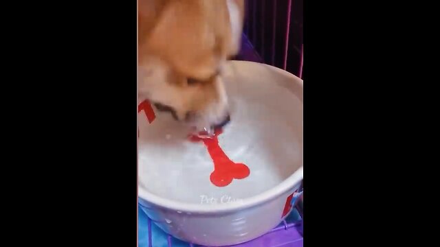 Funny Dog’s and cat