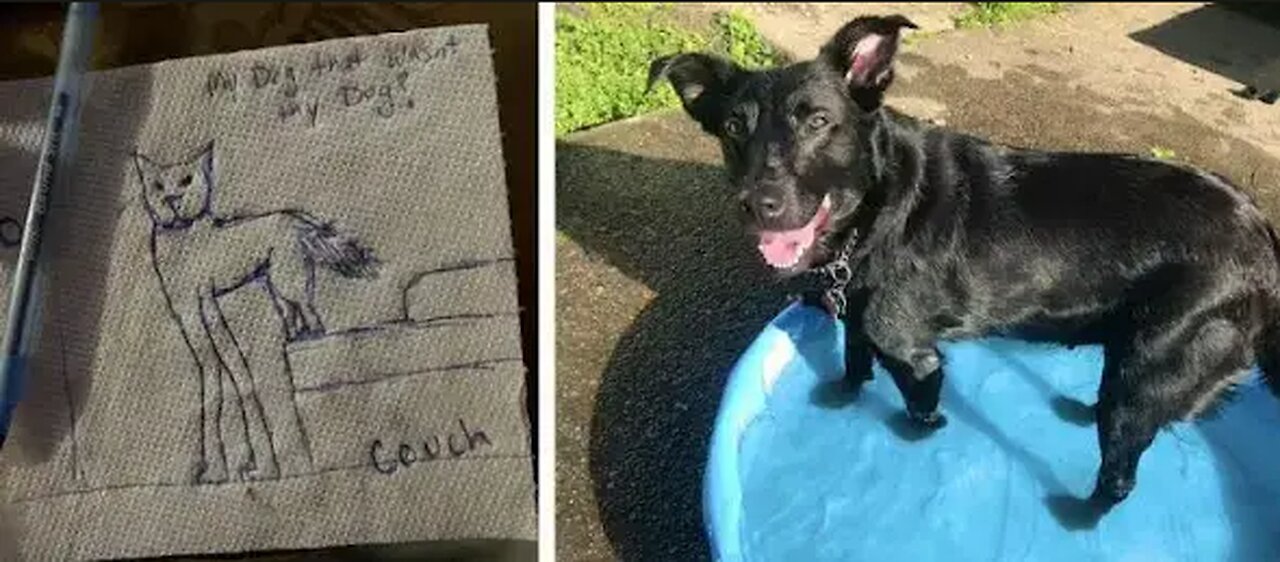 Phantom Long-Legged Dog Manifests Woman