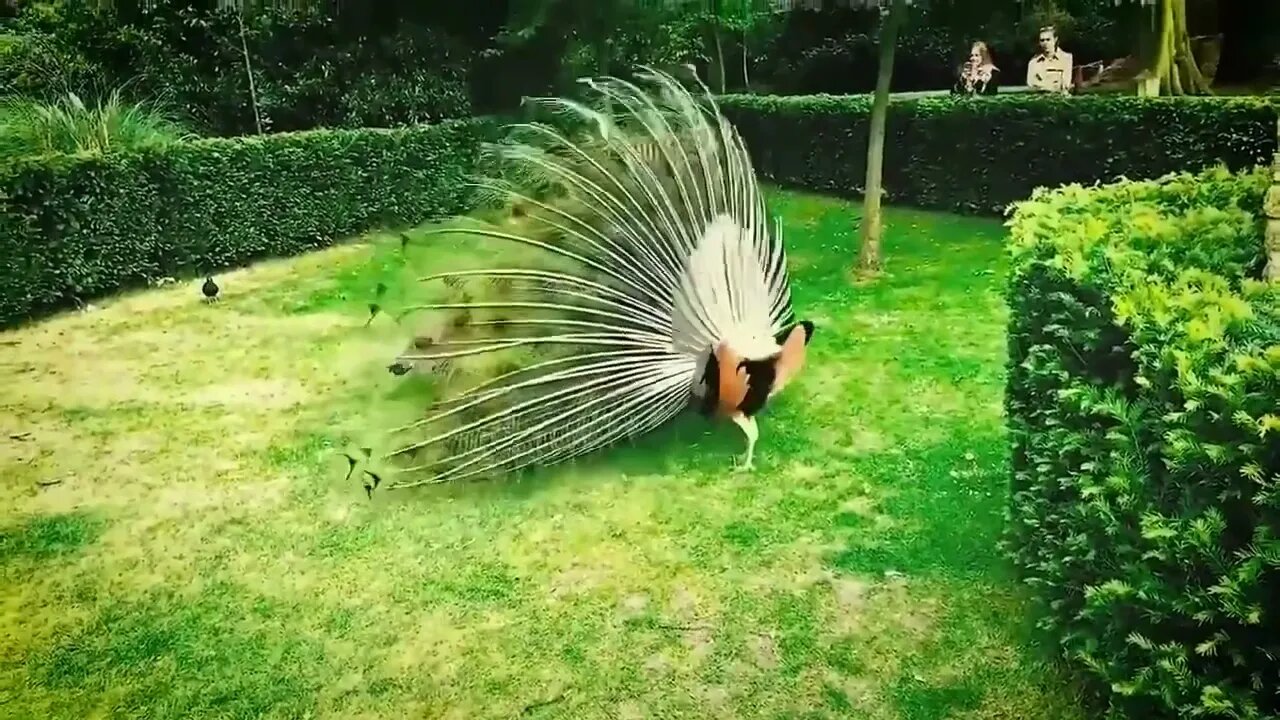 Peacock matings