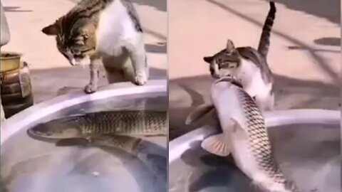 Cat funny video