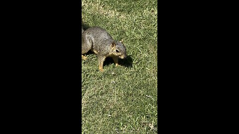This guy is Hungry