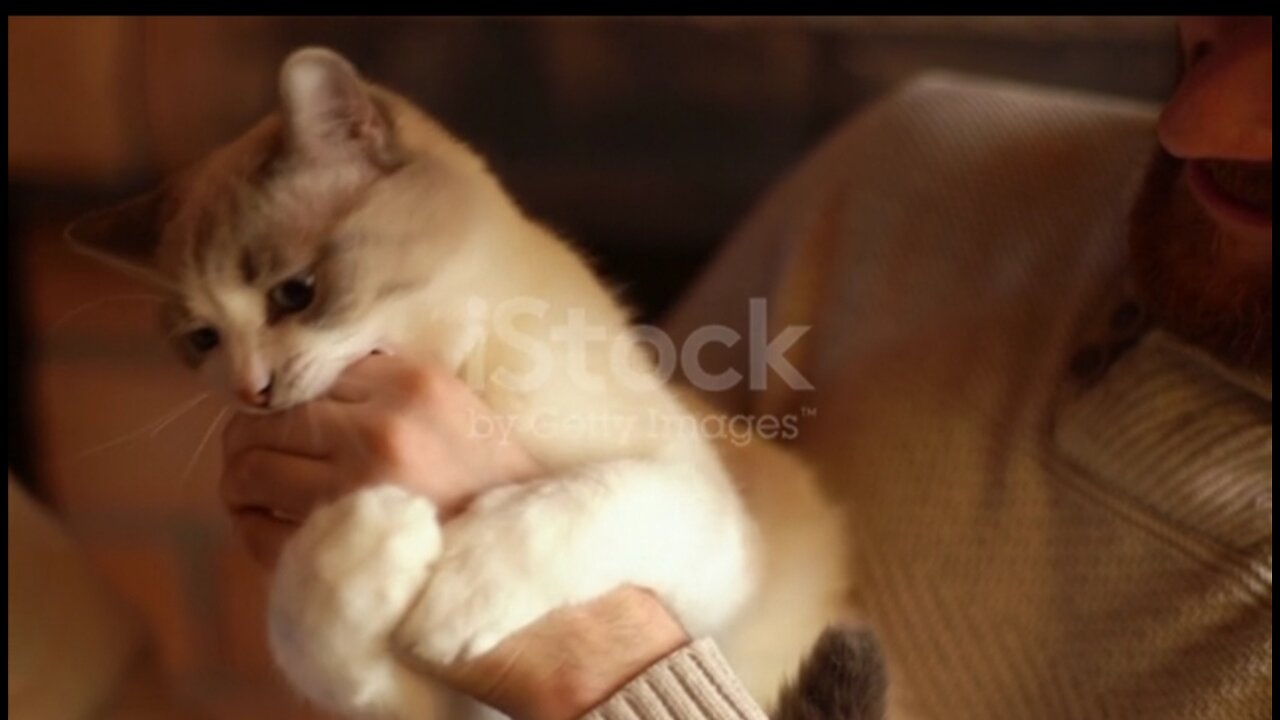 Close-up of unrecognizable man holding cute cat in arms, playing with it,