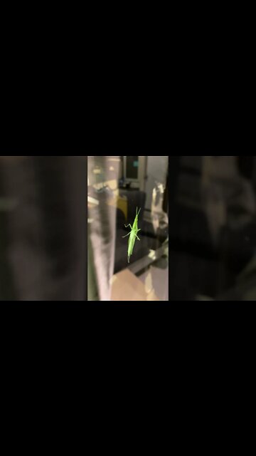 What Is this alien like species?! 🫣👀🤔 comment down below!