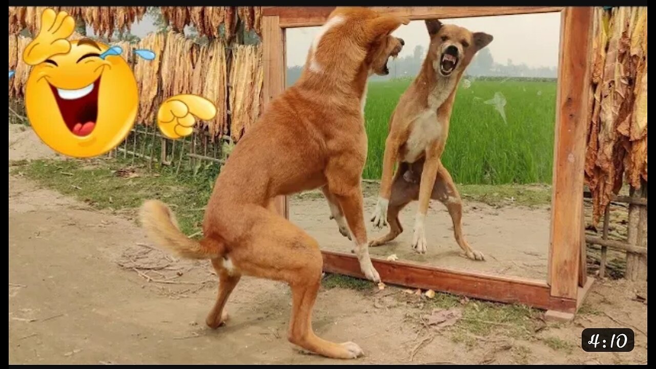 So_Funny!😂_Angry_Dog_Vs_Mirror_Exteme_Fight_|_Hilarious_Mir