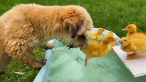 Cute Puppies and Duck Friendship | Funny Animal Kids Videos