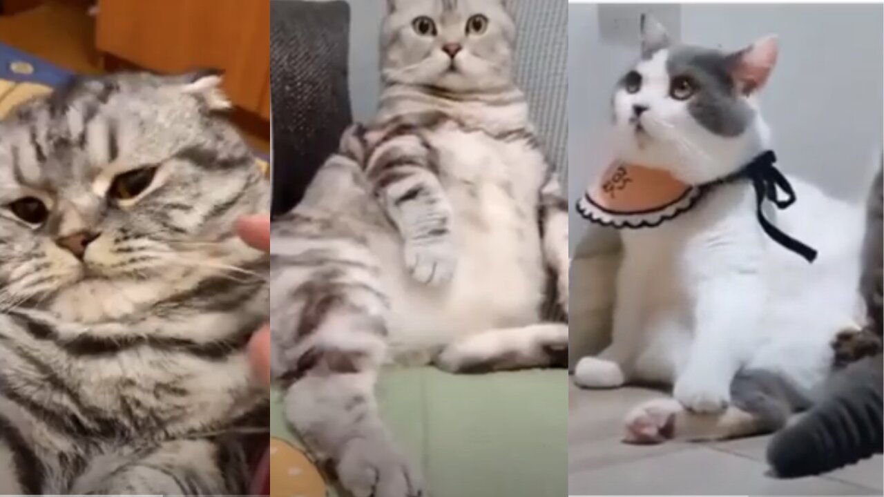 OMG So Cute Cats ♥ Best Funny Cat Videos 2021