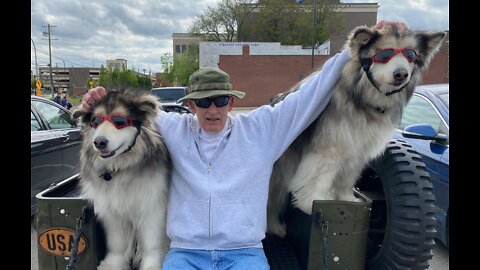 Cruising Alaskan Malamute dog duo brought joy to Dearborn community and beyond