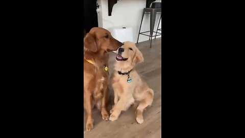 Try not to laugh at these funny dog videos! | Dailyfun