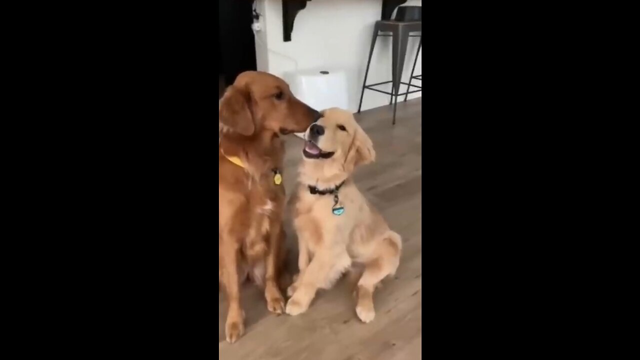 Try not to laugh at these funny dog videos! | Dailyfun