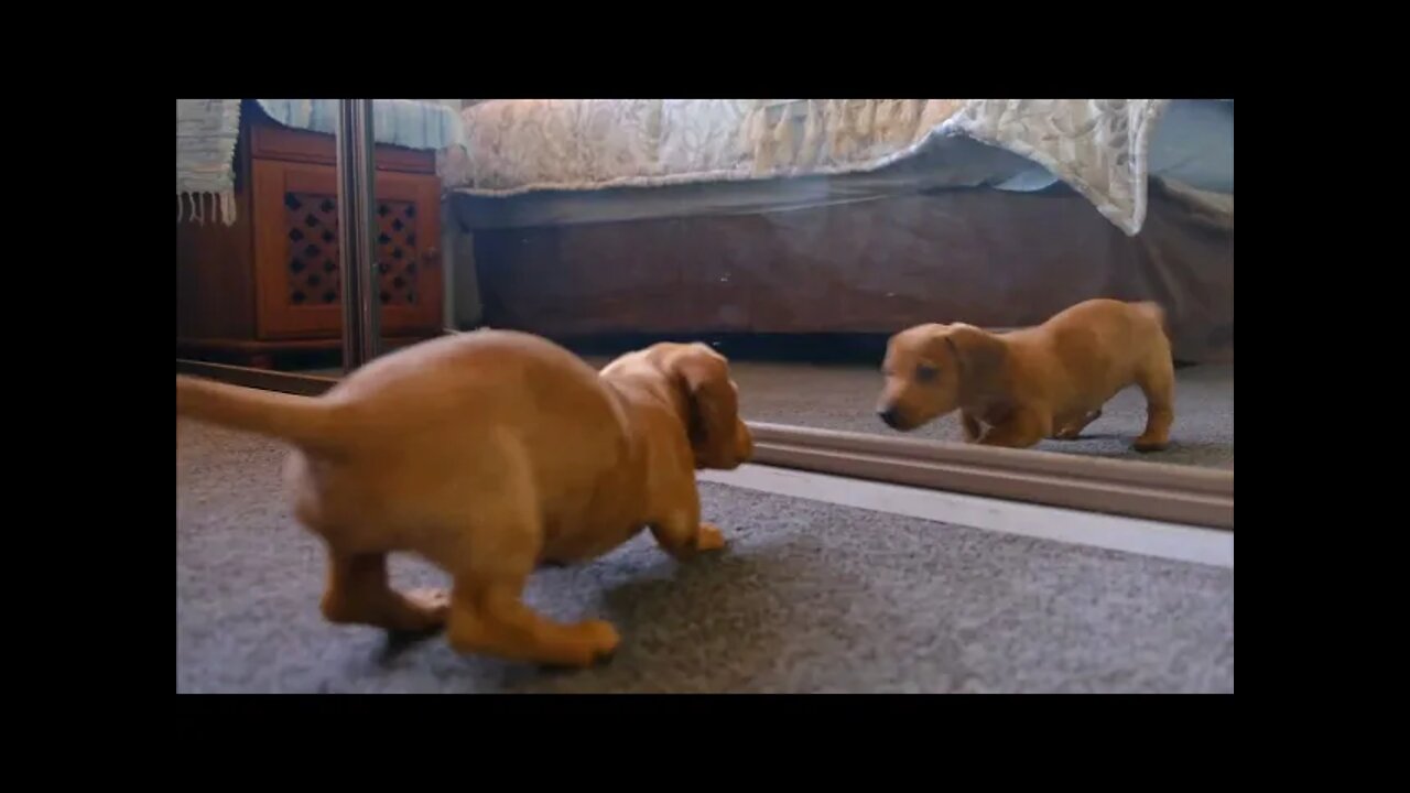 Cute puppy saw himself in mirror😍