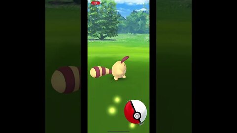 Pokémon Go - Catching Shiny Sentret Gameplay #Shorts