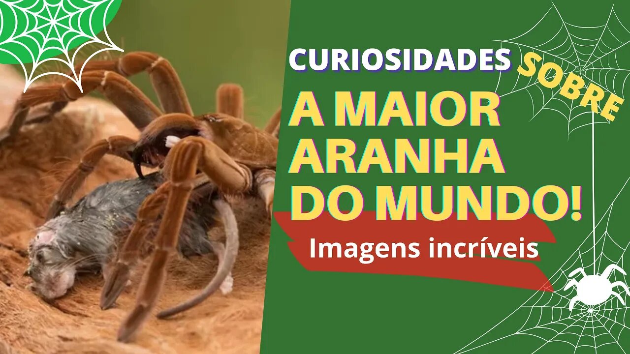 🔴 CURIOSIDADES: Sobre a maior aranha 🕷 do mundo [Impressionante]