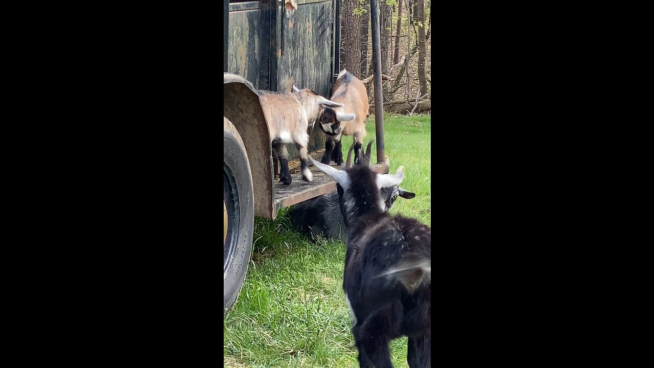 Pygmy Goat Sisters Butt Heads