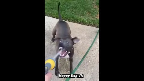 "Hilarious Animal Antics: A Video Compilation" part 4