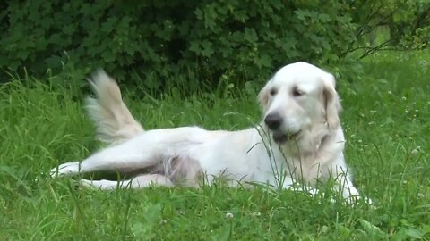 Golden Retriever digging in the meadow