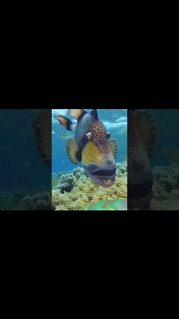 Titan tiggerfish