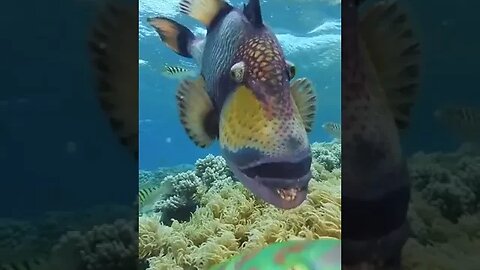 Titan tiggerfish