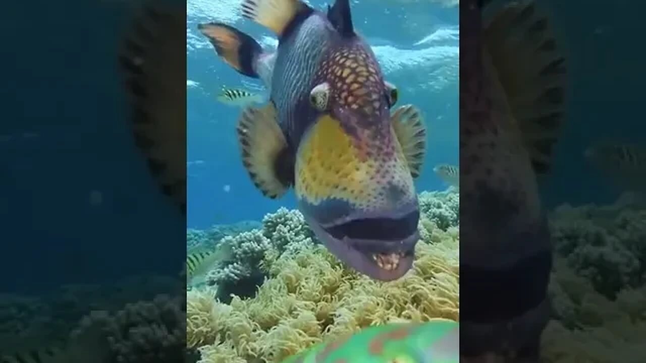Titan tiggerfish