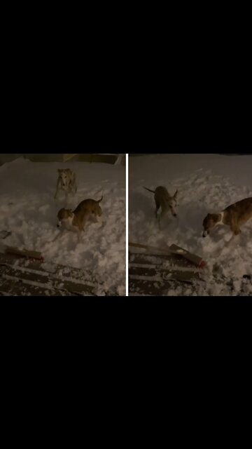 Dogs in the snow go crazy when broom comes out