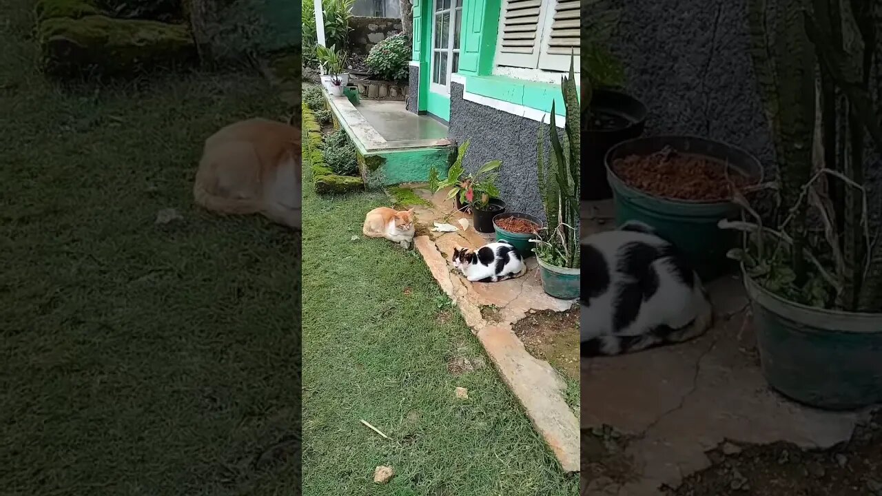 #countrycat #shortvideo #kucingviral #kucingkampung