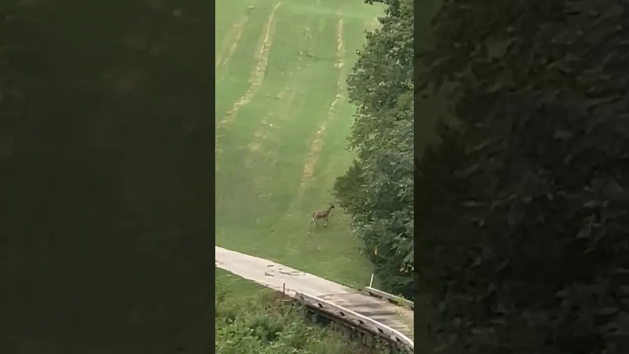 When you have to wait for the gallery to clear before hitting your shot! #deer #golf #bonus