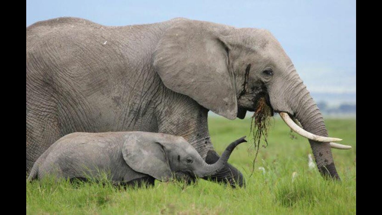 Souvenir of Africa , Safari the joy of seeing animals closer