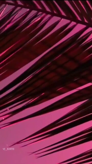 Safari - Serena (Best of 2022)