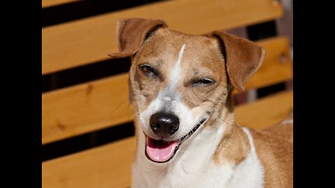 😎FUNNY DOGS IN ACTION