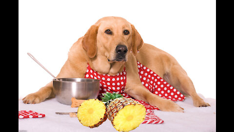 Dogs eat snacks