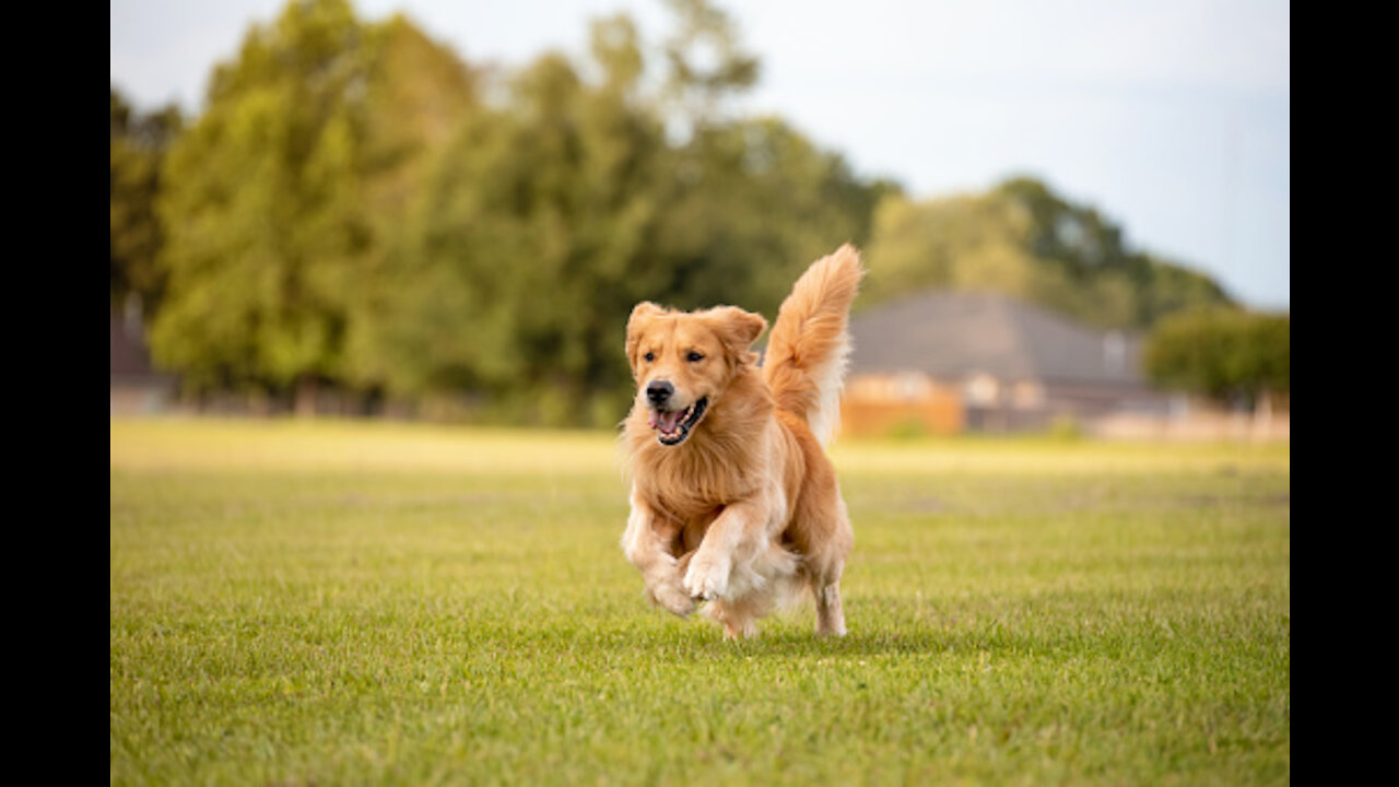 So Cute Baby Dogs Running Very Slow Motion video | Dog Running #shorts